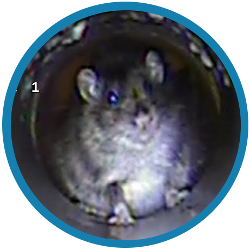 A drain survey can help you with rats in your Sutton or Carshalton property
